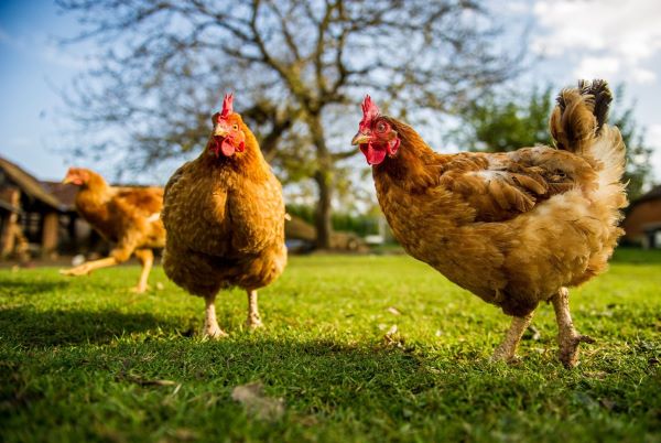 Das Huhn läuft im Garten herum  (Con gà đang đi lang thang trong sân)