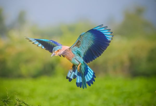 Der Vogel fliegt zurück zu seinem Nest  (Con chim đang bay về tổ)